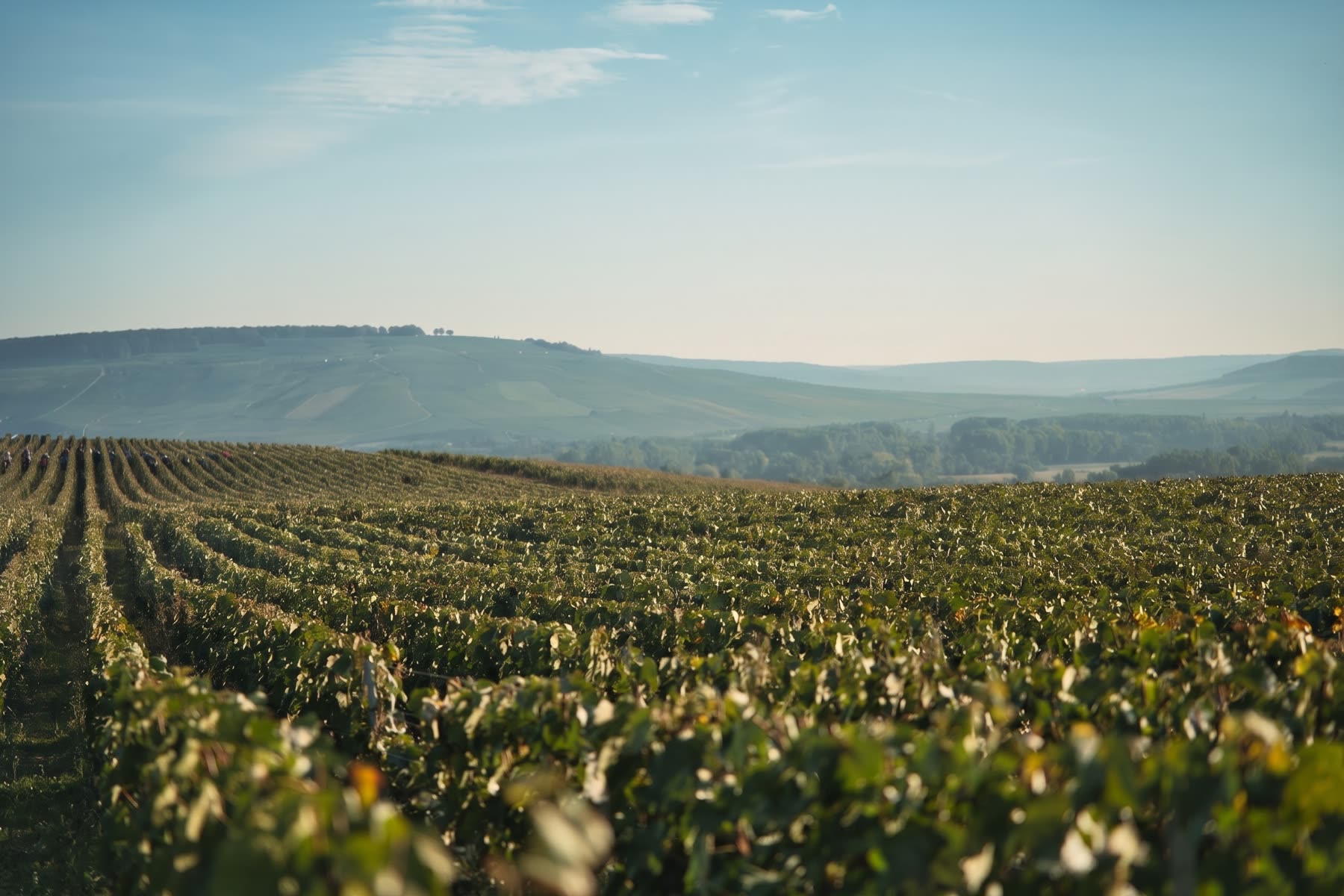 Le vignoble Henriot au petit matin, les coteaux et le ciel