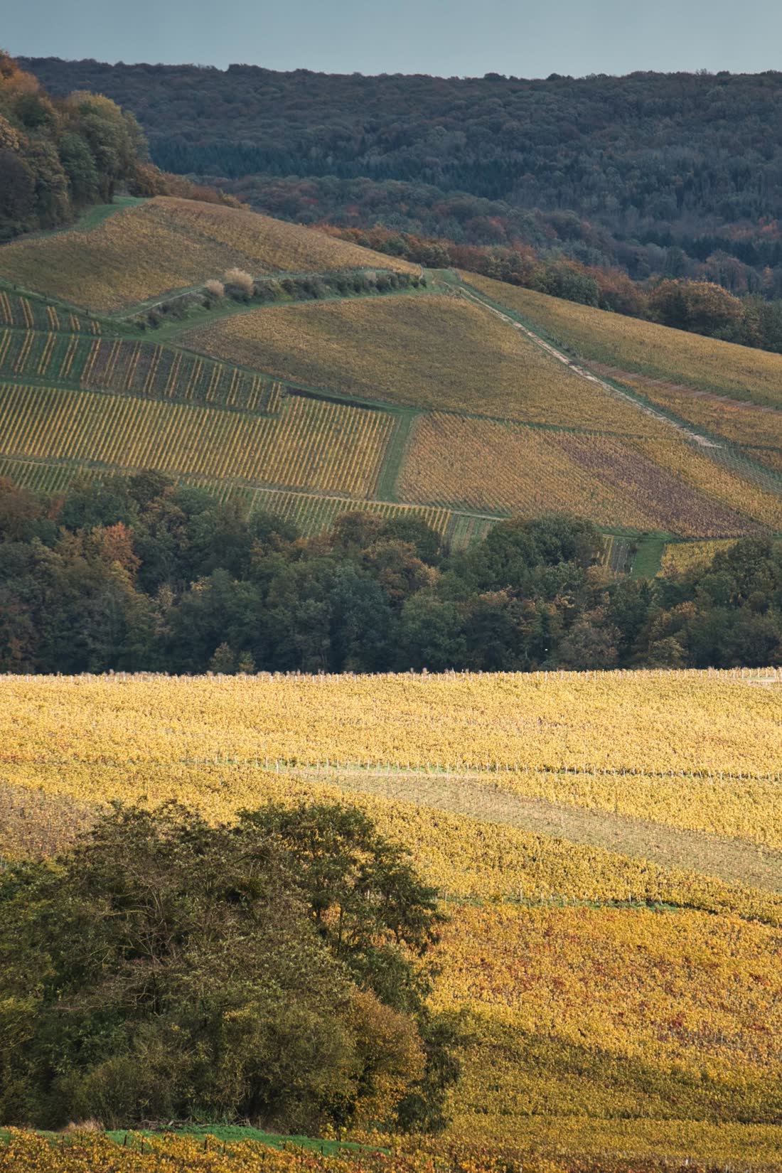Les coteaux en automne, la vigne virée au jaune