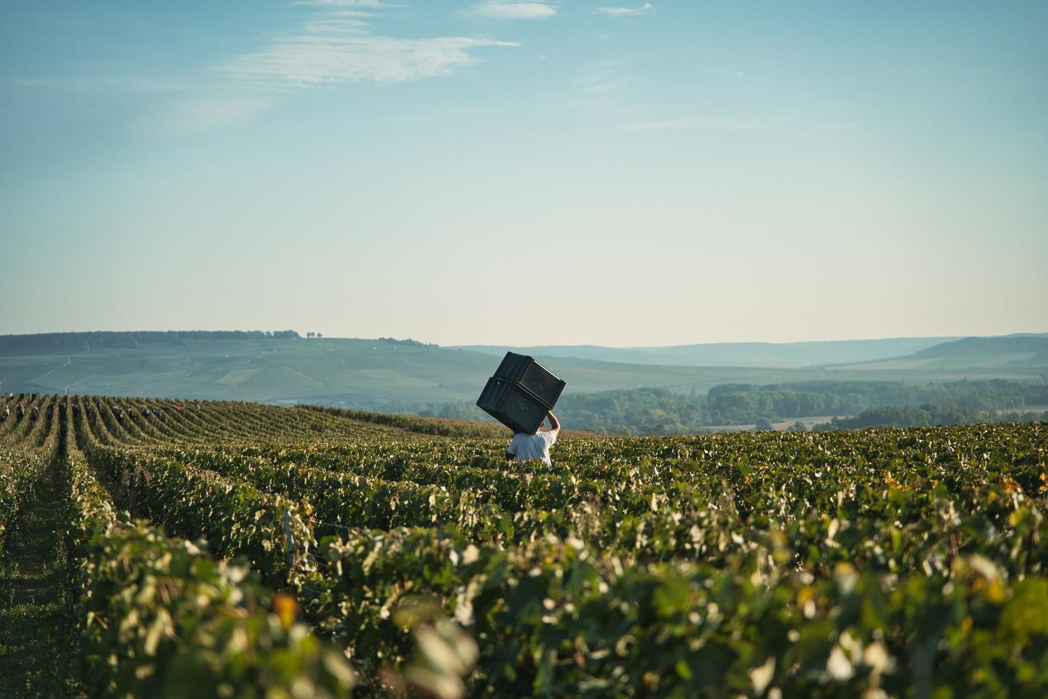 Un porteur traverse les vignes Henriot pendant les vendanges