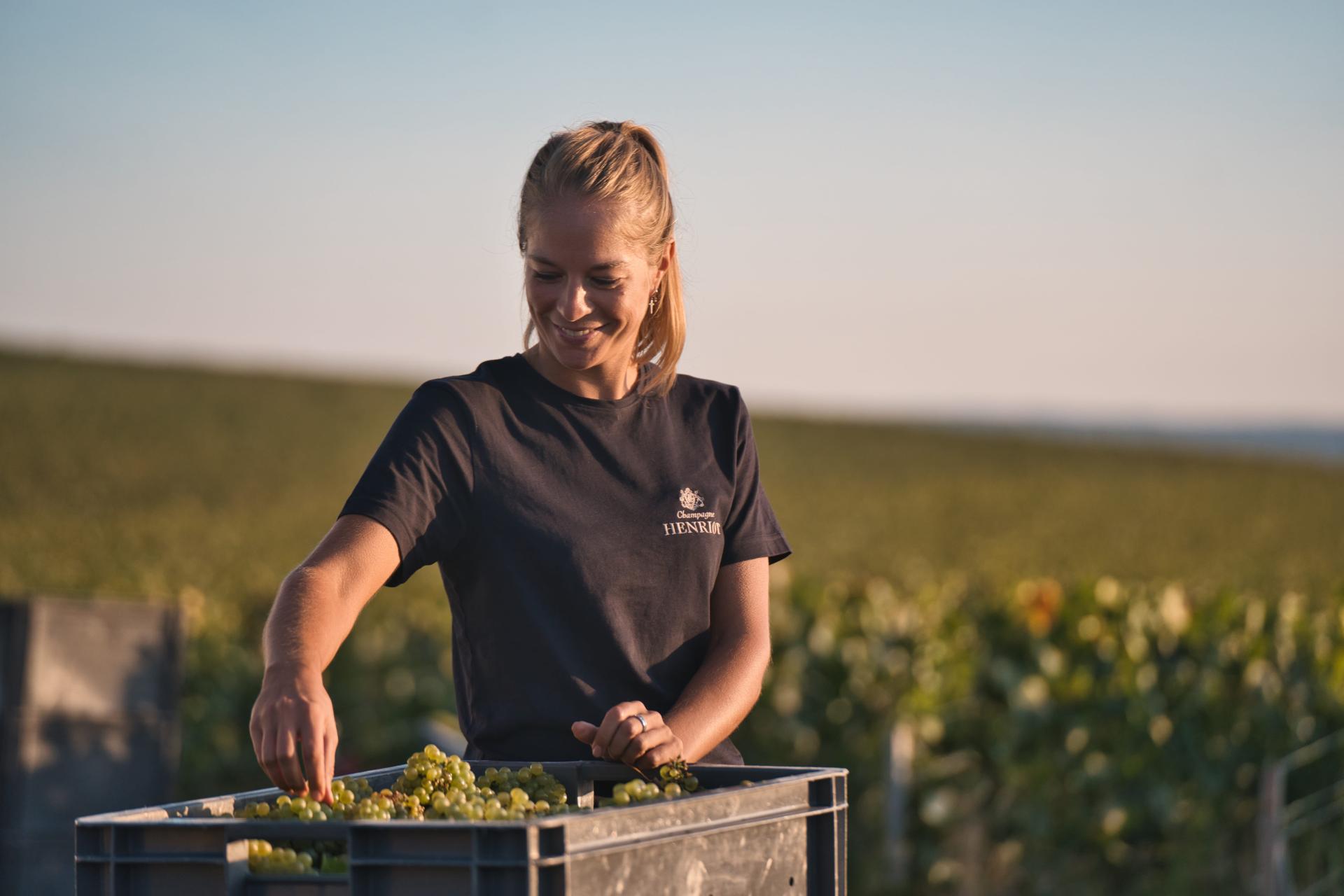 Le tri du chardonnay pendant les vendanges chez Champagne Henriot