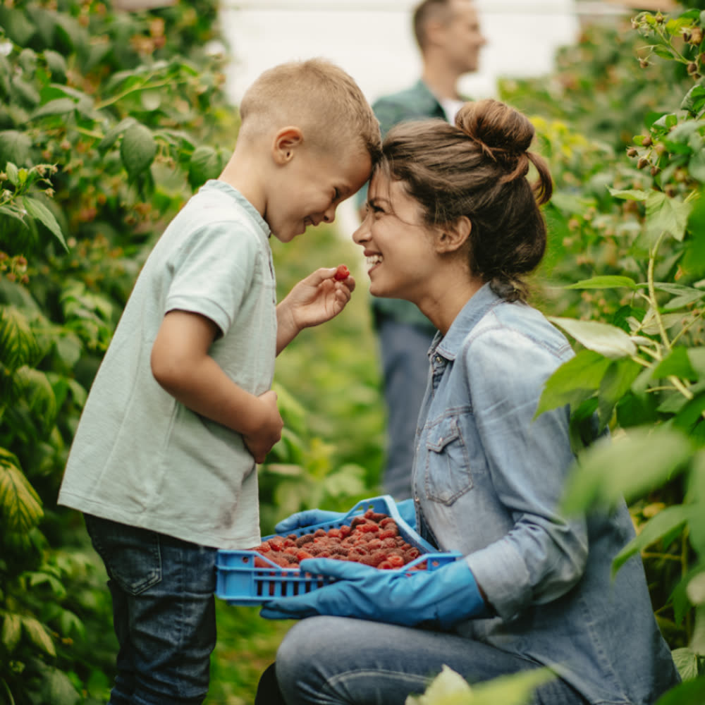 Une mère et son fils cueillant des framboises